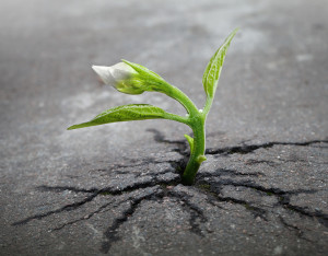 Little Flower Sprout  Grows Through Urban Asphalt Ground
